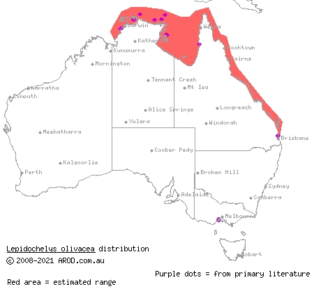 olive ridley turtle (Lepidochelys olivacea) distribution range map