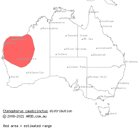 western ring-tailed dragon (Ctenophorus caudicinctus) distribution range map