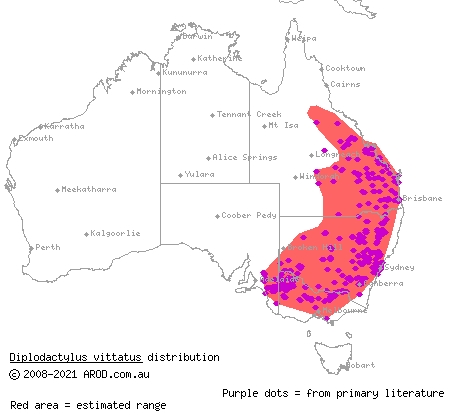eastern stone gecko (Diplodactylus vittatus) distribution range map