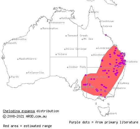 broad-shelled turtle (Chelodina expansa) distribution range map