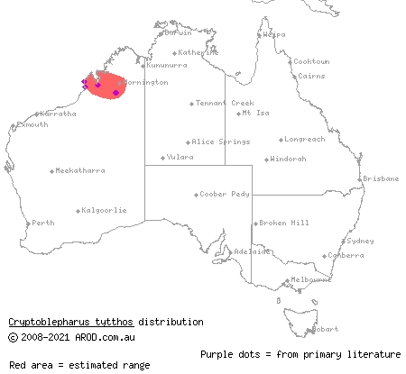 pygmy snake-eyed skink (Cryptoblepharus tytthos) distribution range map