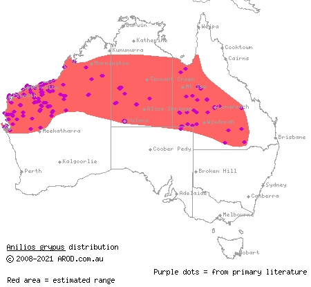 long-beaked blind snake (Ramphotyphlops grypus) distribution range map
