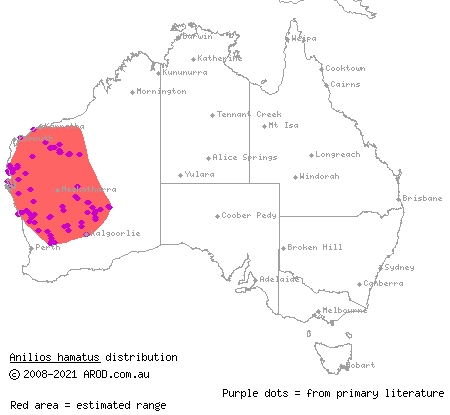 pale-headed blind snake (Ramphotyphlops hamatus) distribution range map