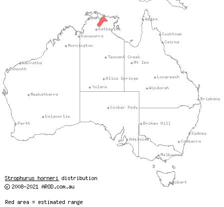 Arnhem phasmid gecko (Strophurus horneri) distribution range map