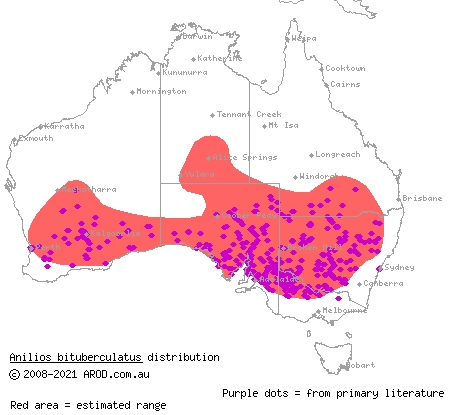 prong-snouted blind snake (Anilios bituberculatus) distribution range map