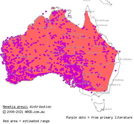 common dwarf skink (Menetia greyii) distribution range map
