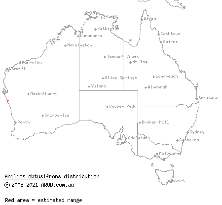 blunt-snouted blindsnake (Anilios obtusifrons) distribution range map