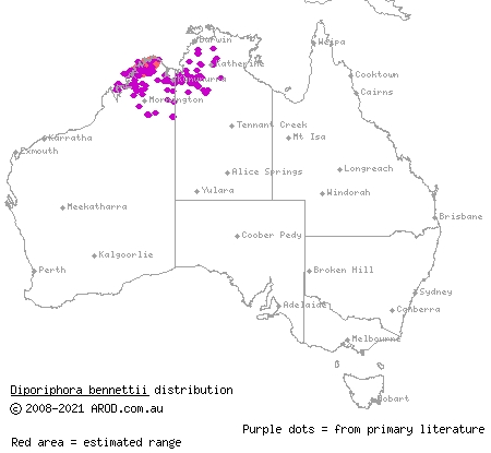 robust two-lined dragon (Diporiphora bennettii) distribution range map