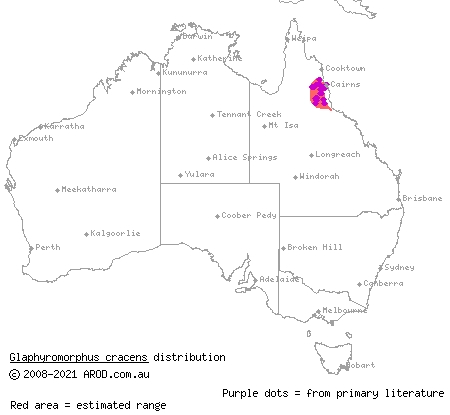 slender mulch-skink (Glaphyromorphus cracens) distribution range map