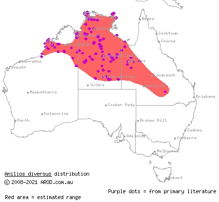 northern blind snake (Ramphotyphlops diversus) distribution range map