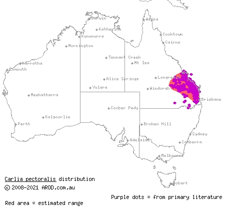 open-litter rainbow-skink (Carlia pectoralis) distribution range map