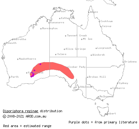 plain-backed two-lined dragon (Diporiphora reginae) distribution range map
