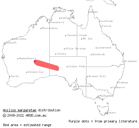 buff-snouted blind snake (Ramphotyphlops margaretae) distribution range map
