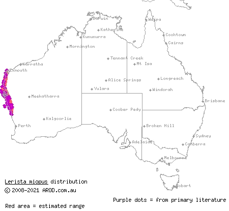 northern dotted-line robust slider (Lerista miopus) distribution range map