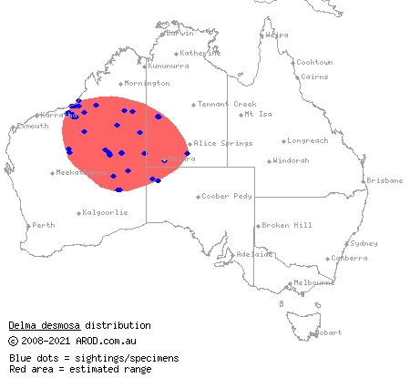 banded delma (Delma desmosa) distribution range map