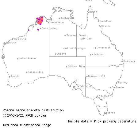 small-scaled bearded dragon (Pogona microlepidota) distribution range map
