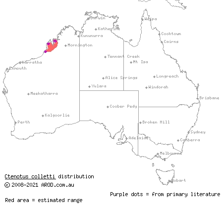buff-tailed finesnout ctenotus (Ctenotus colletti) distribution range map