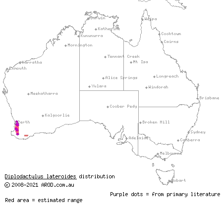 speckled stone gecko (Diplodactylus lateroides) distribution range map
