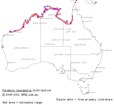 white-bellied mangrove snake (Fordonia leucobalia) distribution range map