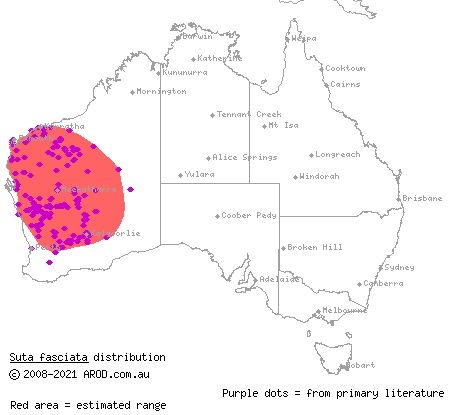 Rosen's snake (Suta fasciata) distribution range map