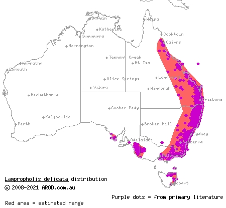 delicate skink (Lampropholis delicata) distribution range map