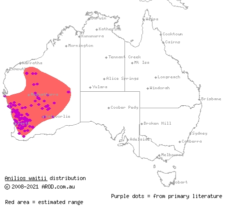 beaked blind snake (Ramphotyphlops waitii) distribution range map