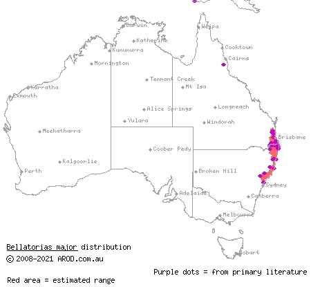 land mullet (Bellatorias major) distribution range map