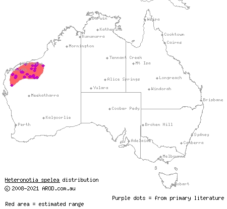desert cave gecko (Heteronotia spelea) distribution range map