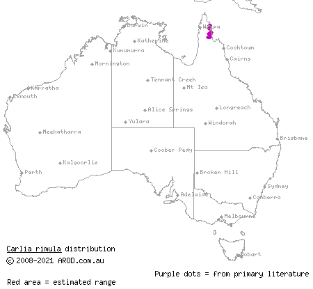 crevice rainbow-skink (Carlia rimula) distribution range map