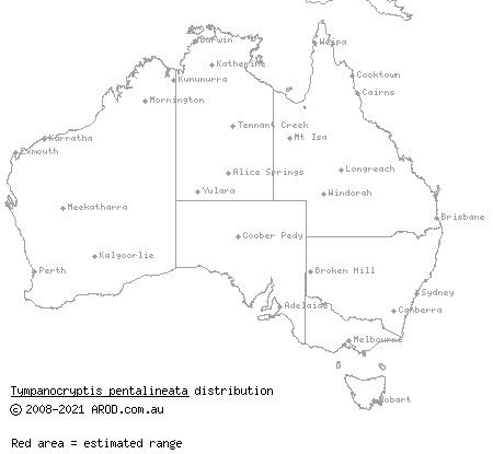 five-lined earless dragon (Tympanocryptis pentalineata) distribution range map