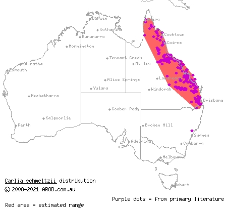 robust rainbow-skink (Carlia schmeltzii) distribution range map