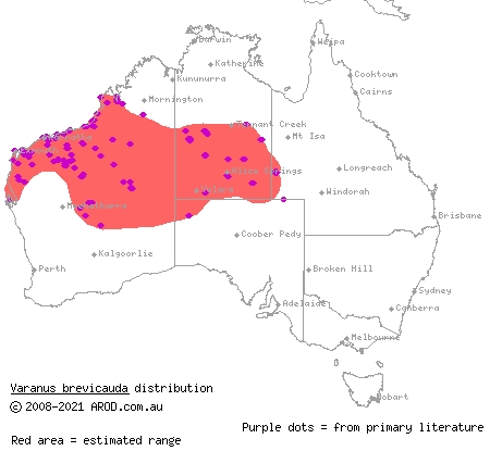 short-tailed pygmy monitor (Varanus brevicauda) distribution range map