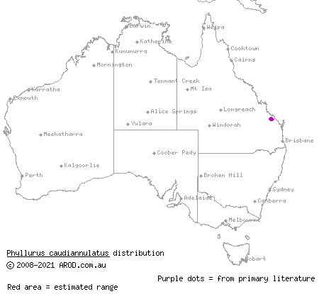 ringed thin-tailed gecko (Phyllurus caudiannulatus) distribution range map