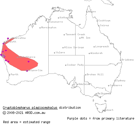Péron's snake-eyed skink (Cryptoblepharus plagiocephalus) distribution range map