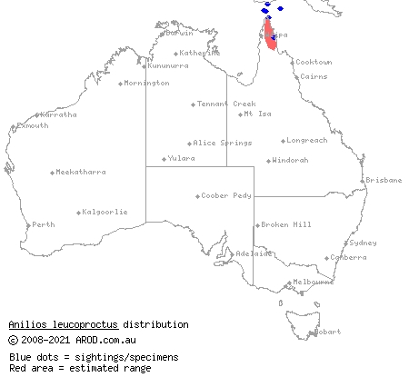 Cape York blind snake (Ramphotyphlops leucoproctus) distribution range map
