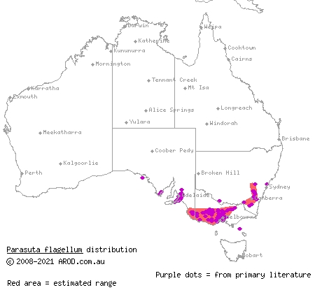 little whip snake (Parasuta flagellum) distribution range map
