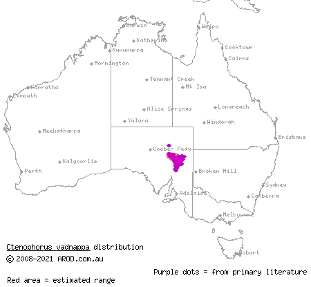 red-barred dragon (Ctenophorus vadnappa) distribution range map