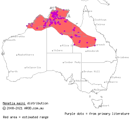 northern dwarf skink (Menetia maini) distribution range map