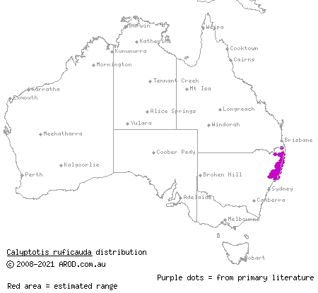 red-tailed calyptotis (Calyptotis ruficauda) distribution range map