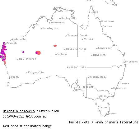 black-necked whipsnake (Demansia calodera) distribution range map