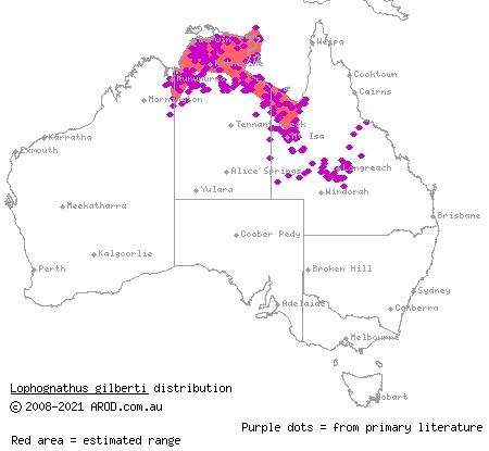 Gilbert's dragon (Lophognathus gilberti) distribution range map