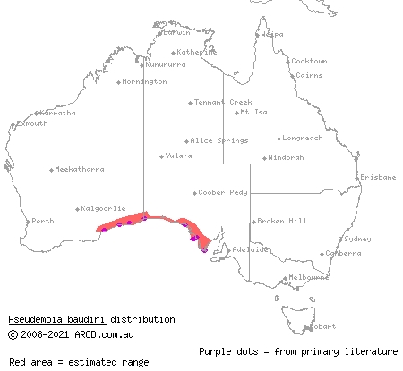 Bight Coast skink (Pseudemoia baudini) distribution range map