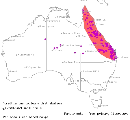 fire-tailed skink (Morethia taeniopleura) distribution range map