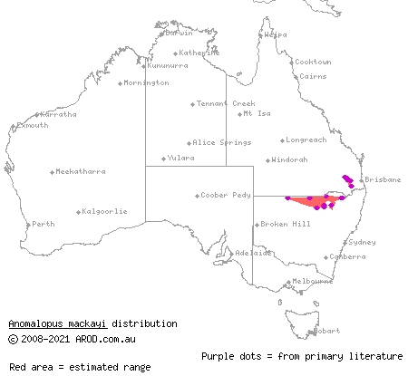 long-legged worm-skink (Anomalopus mackayi) distribution range map