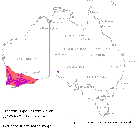 south-western odd-striped ctenotus (Ctenotus impar) distribution range map