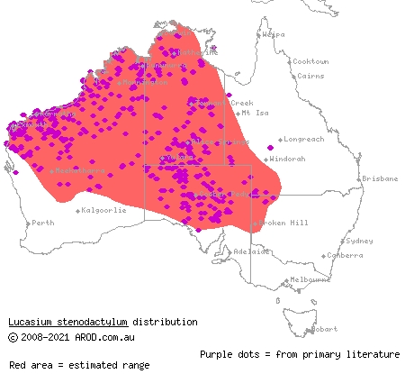 sand-plain gecko (Lucasium stenodactylus) distribution range map