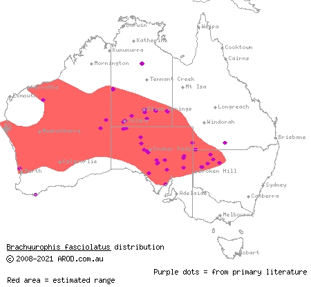 narrow-banded shovel-nosed snake (Brachyurophis fasciolatus) distribution range map