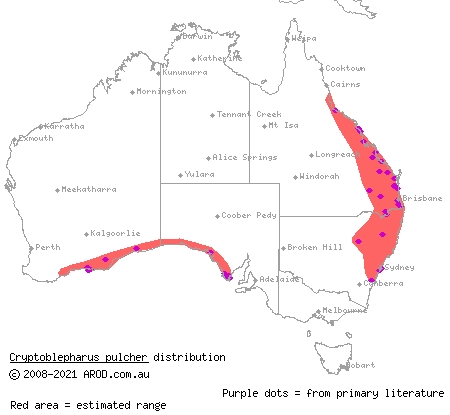 elegant snake-eyed skink (Cryptoblepharus pulcher) distribution range map