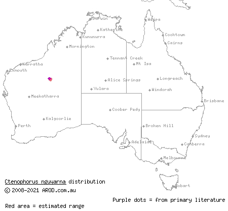 Lake Disappointment dragon (Ctenophorus nguyarna) distribution range map