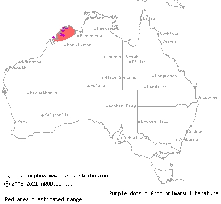 giant slender blue-tongue (Cyclodomorphus maximus) distribution range map